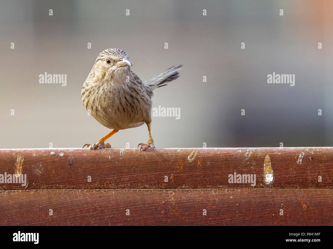 Afghan Babbler perched on branch in Kuwait. December 2010. Stock Photo