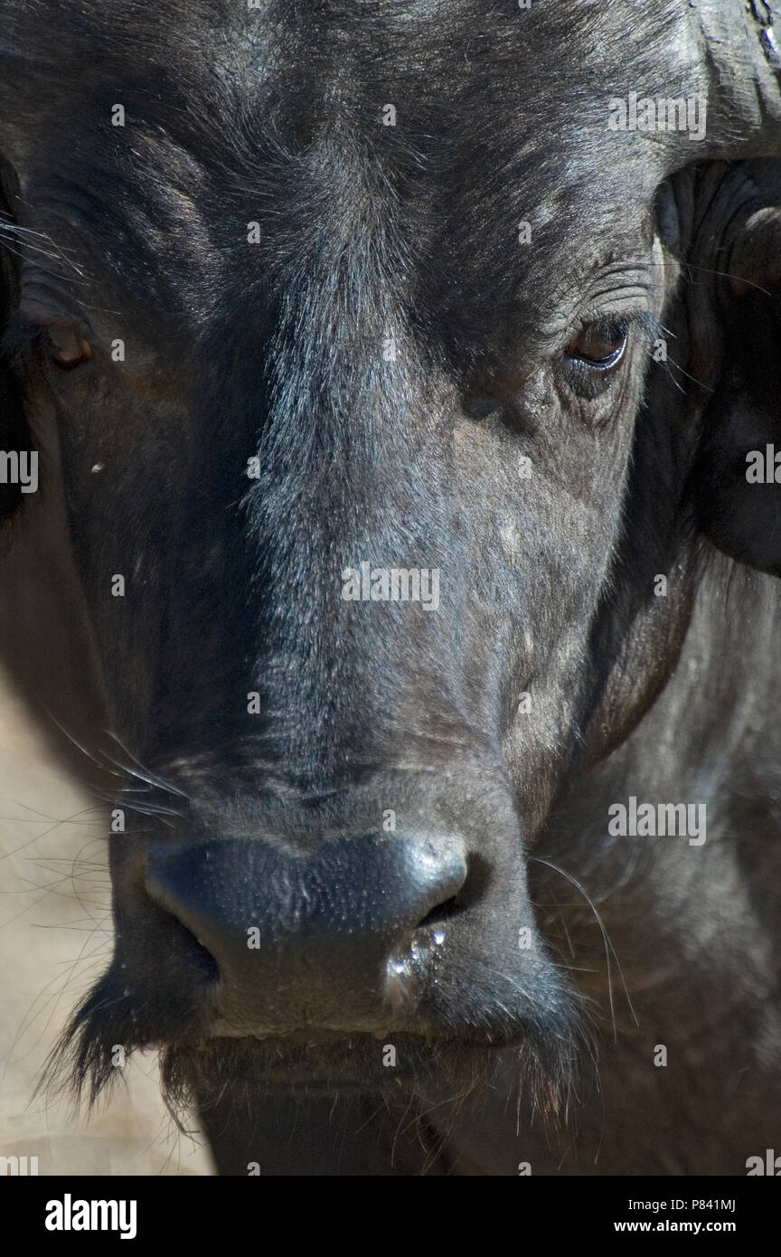African buffalo; Afrikaanse Waterbuffel Stock Photo - Alamy
