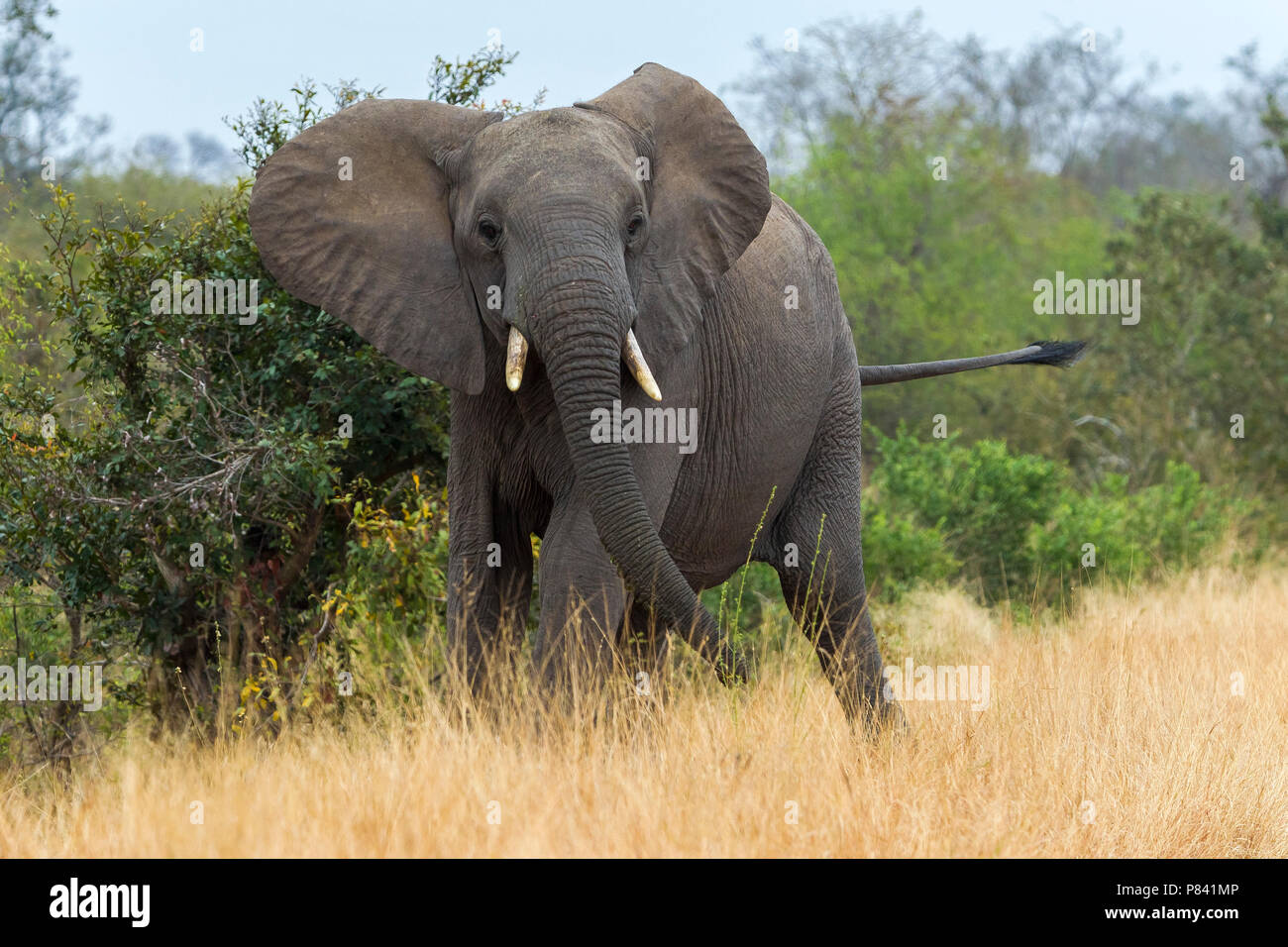 Bull African Bush Elephant with aggressive posture sitting in savannah of Kruger NP, South Africa. June 2014. Stock Photo