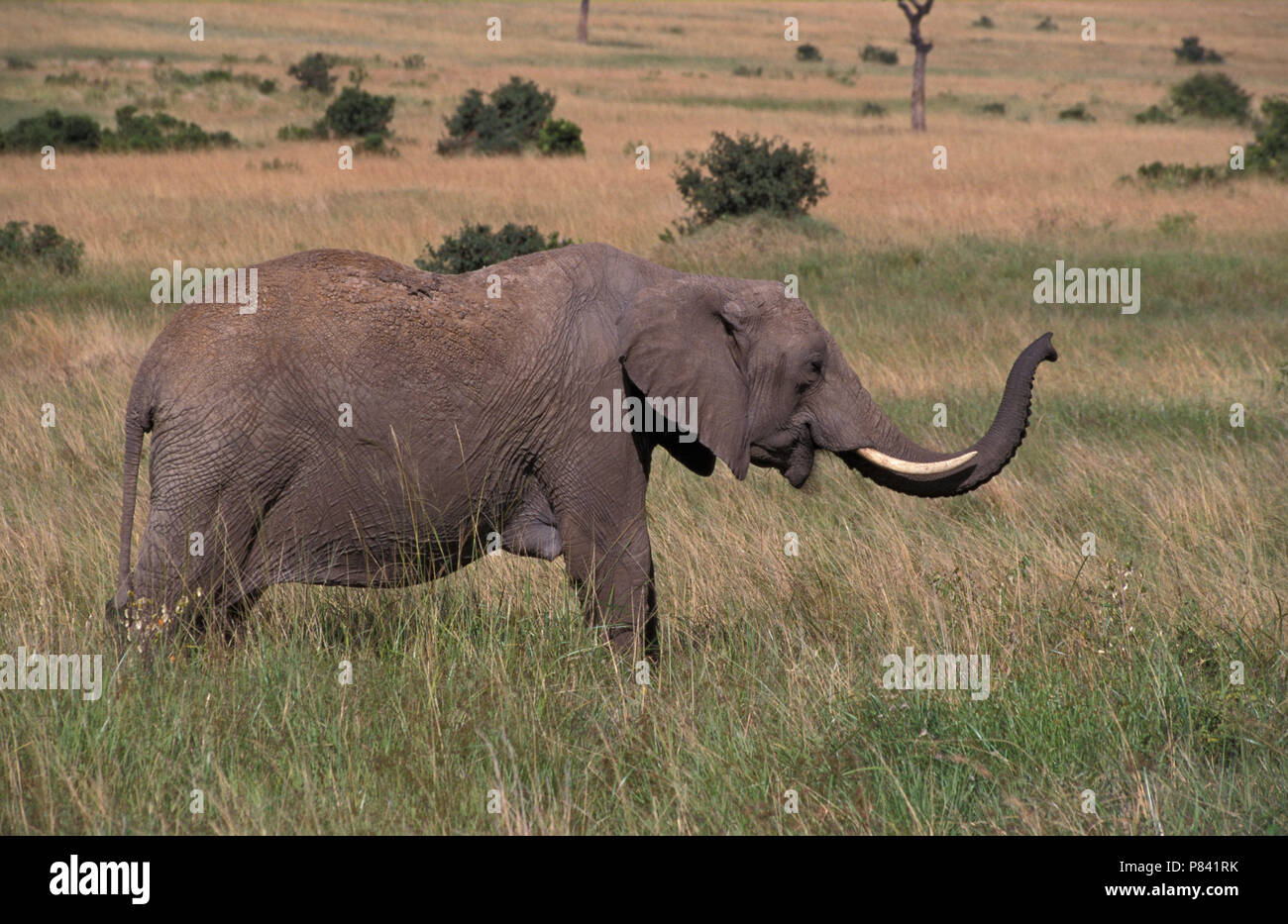 African Elephant; Afrikaanse olifant Stock Photo Alamy
