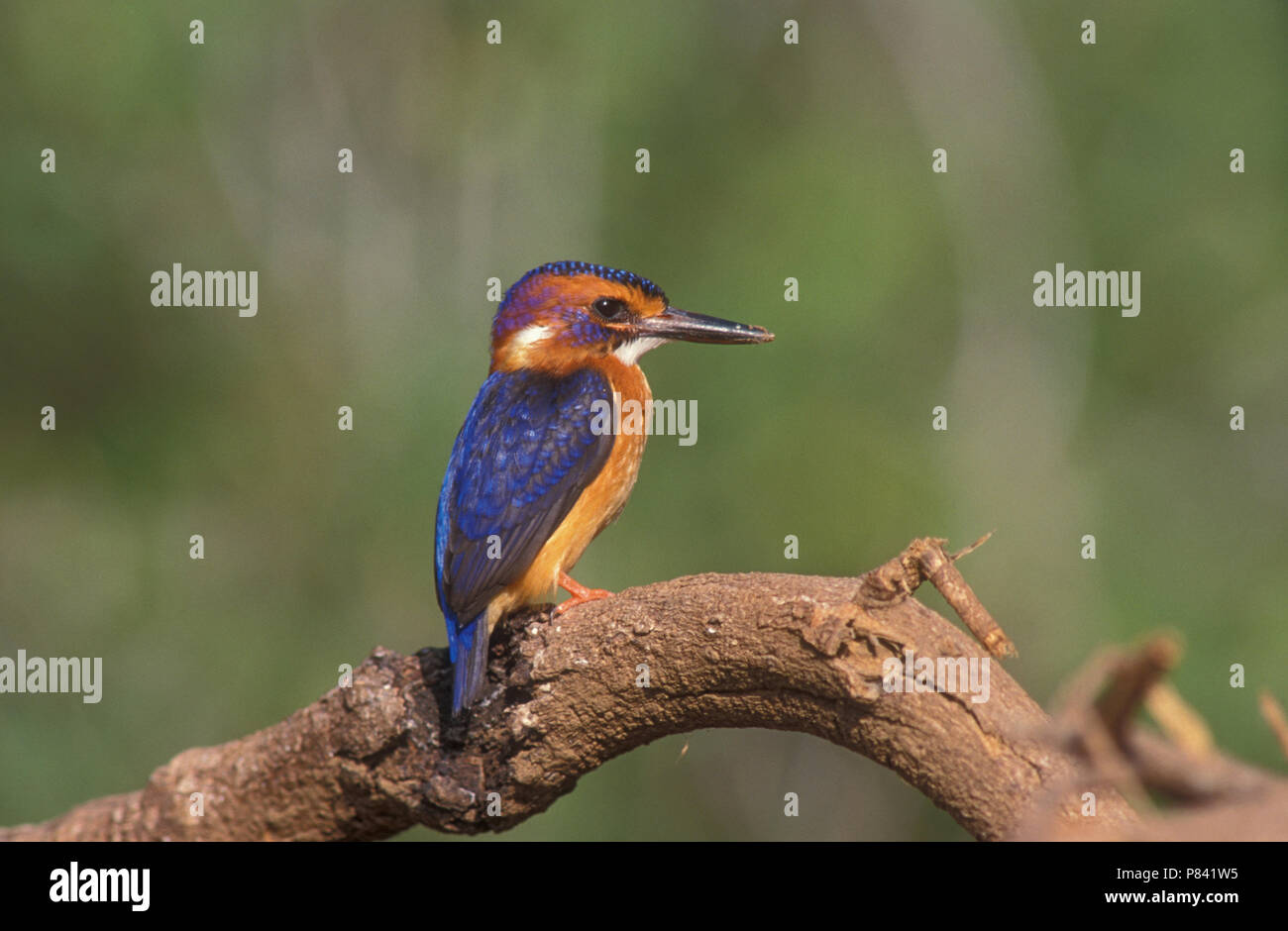 African Pygmy Kingfisher perched; Ceyx pictus Stock Photo
