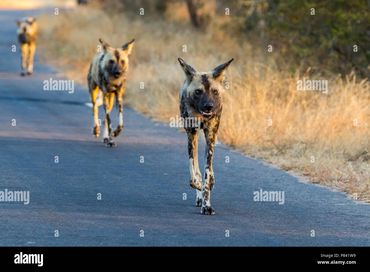 African Wild Dog pack patroling in one of the Kruger National Parc, South Africa. June 2014. Stock Photo