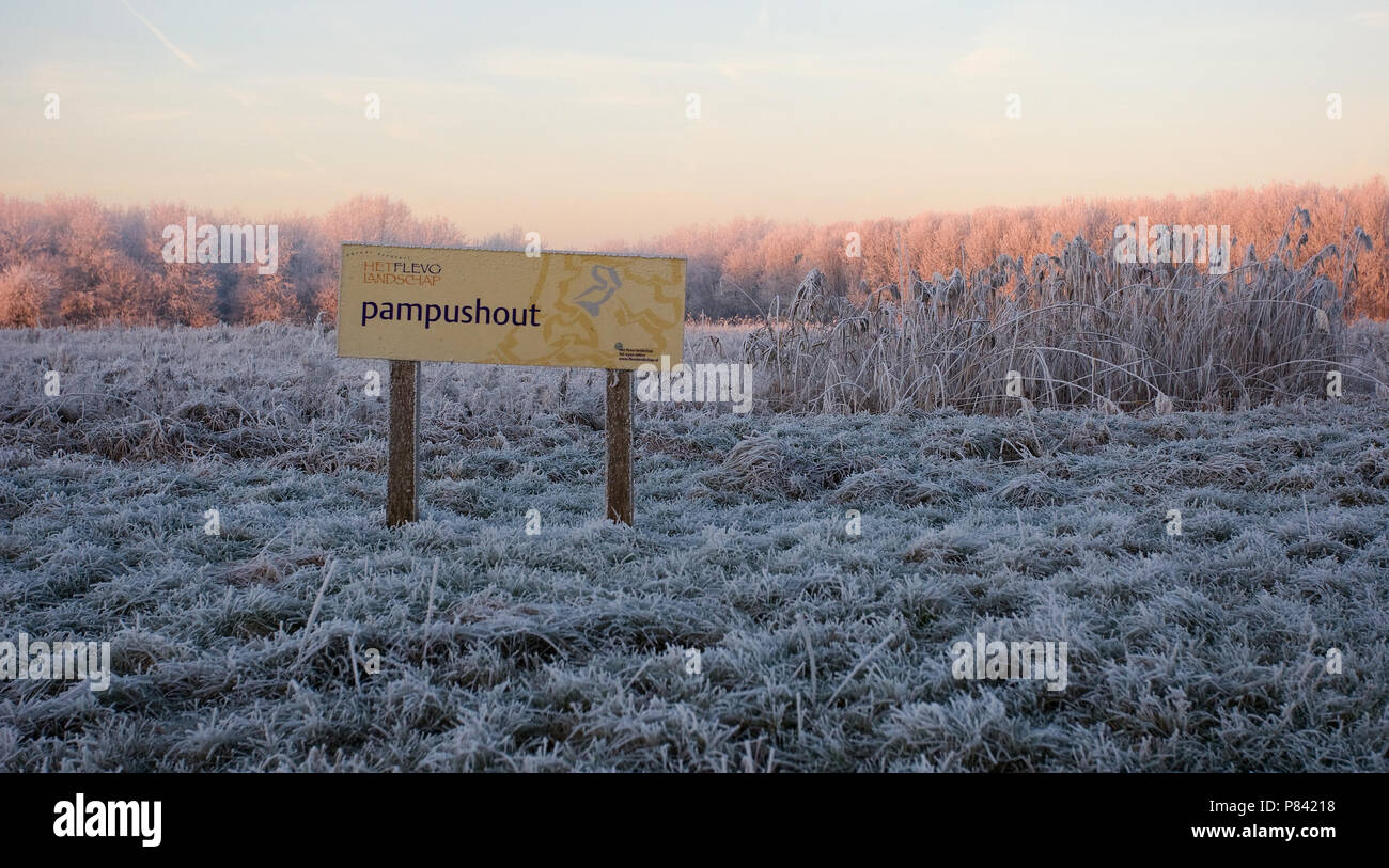 Pampushout Almere Netherlands covered in hoar-frost, Pampushout Almere Nederland gehuld in rijp Stock Photo