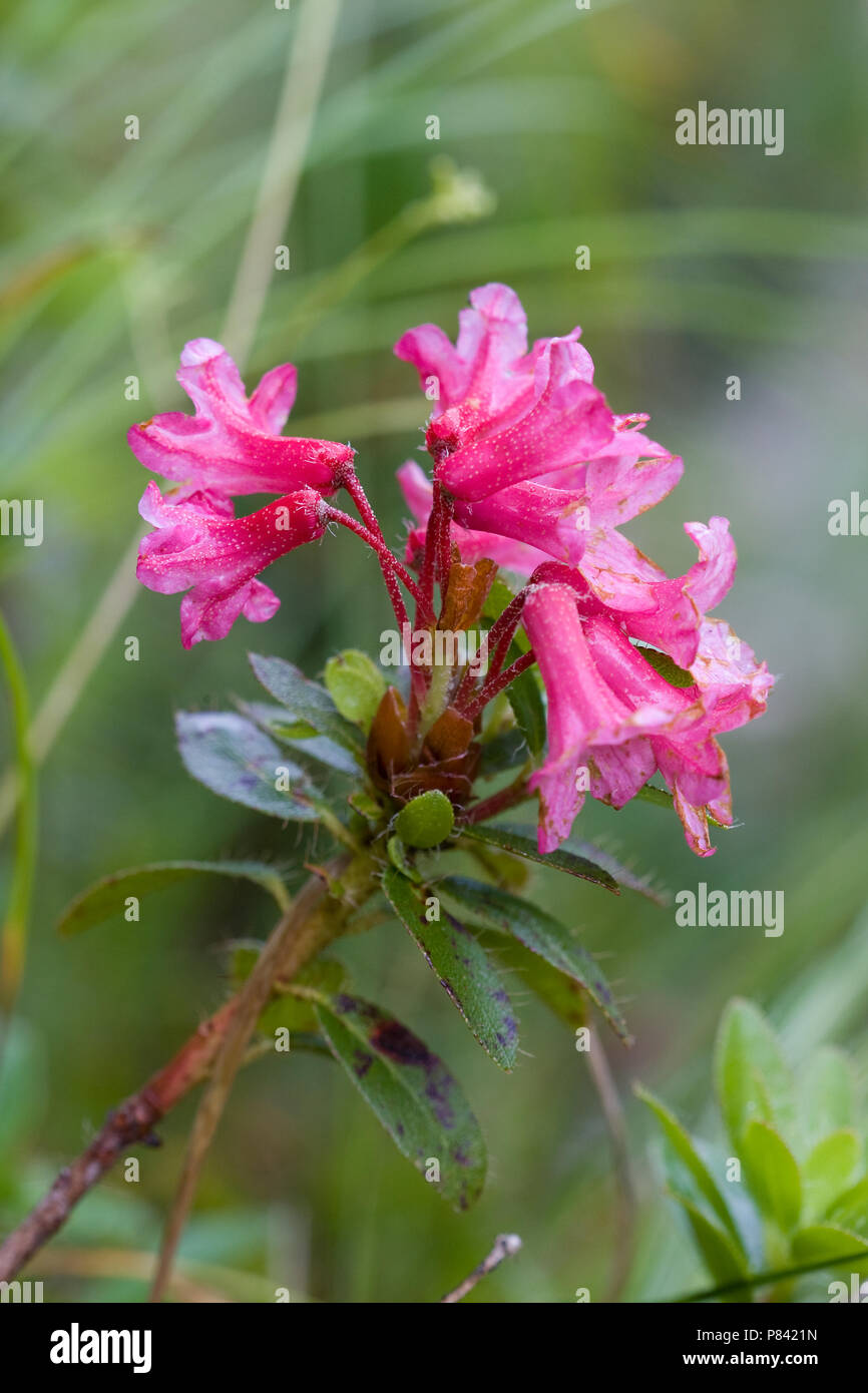 Hairy Alpenrose High Resolution Stock Photography and Images - Alamy