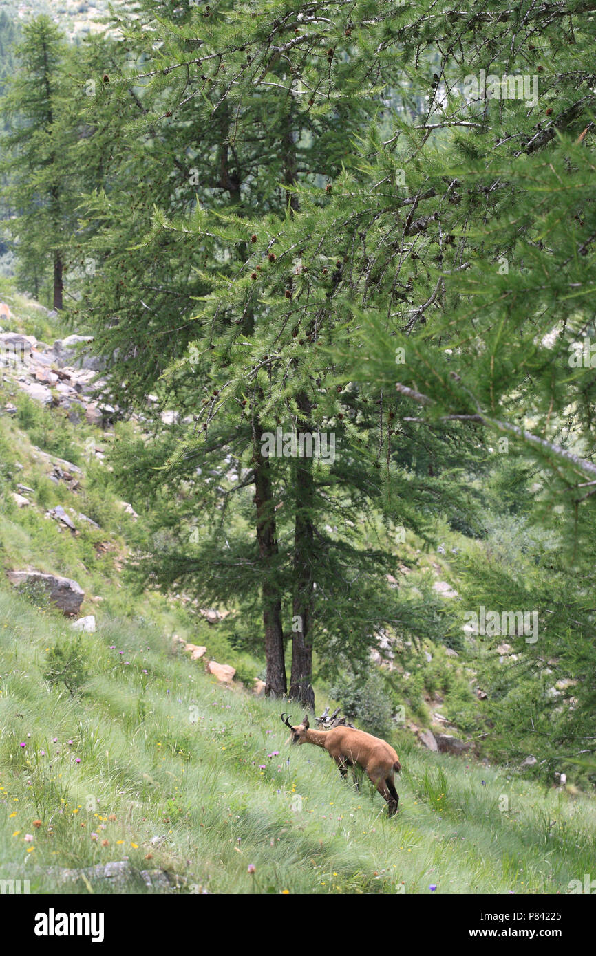 Gems in Gran Paradiso Italie; Alpine Chamois in Gran Paradiso Italy Stock Photo