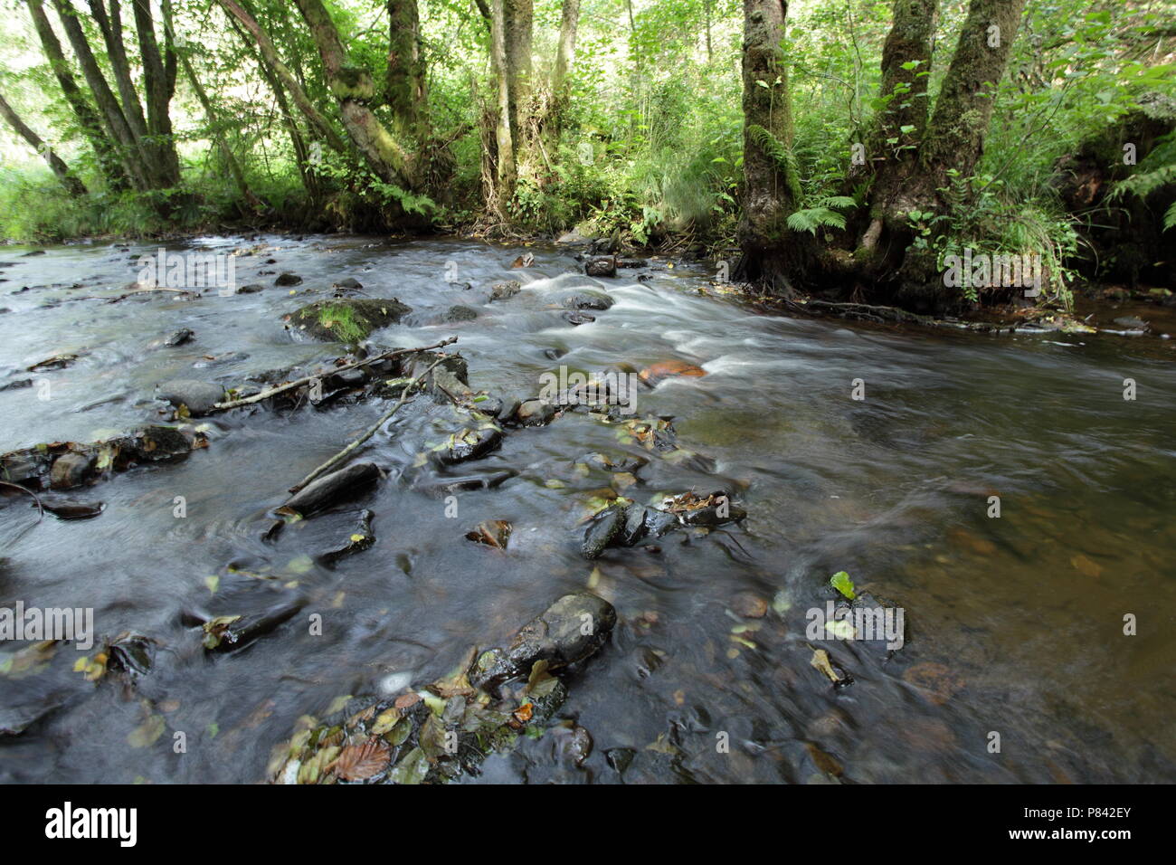 Snelstromende beek in de Ardennen; Fast flowing river in the Ardennen Stock Photo
