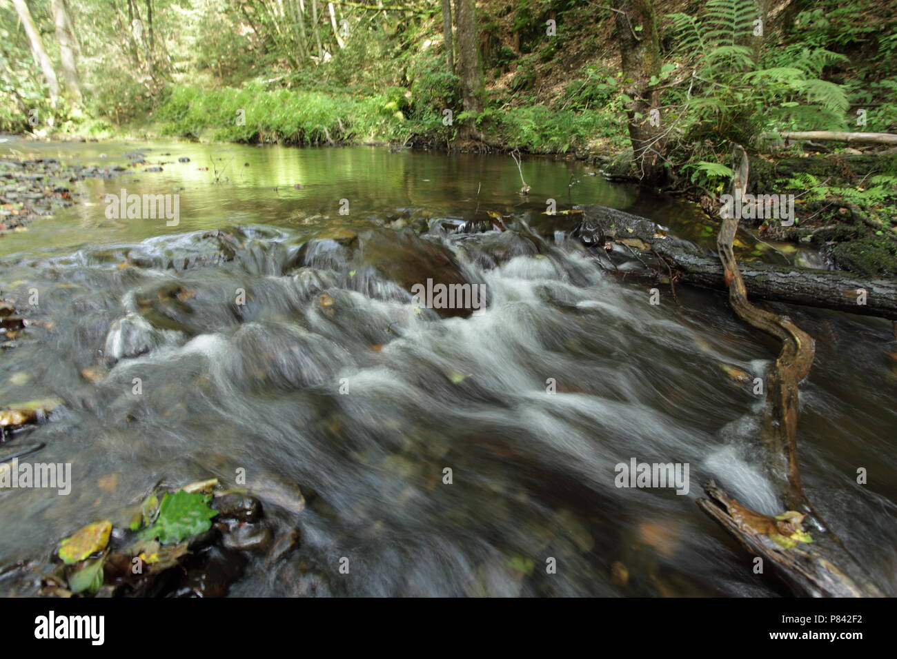 Snelstromende beek in de Ardennen; Fast flowing river in the Ardennen Stock Photo