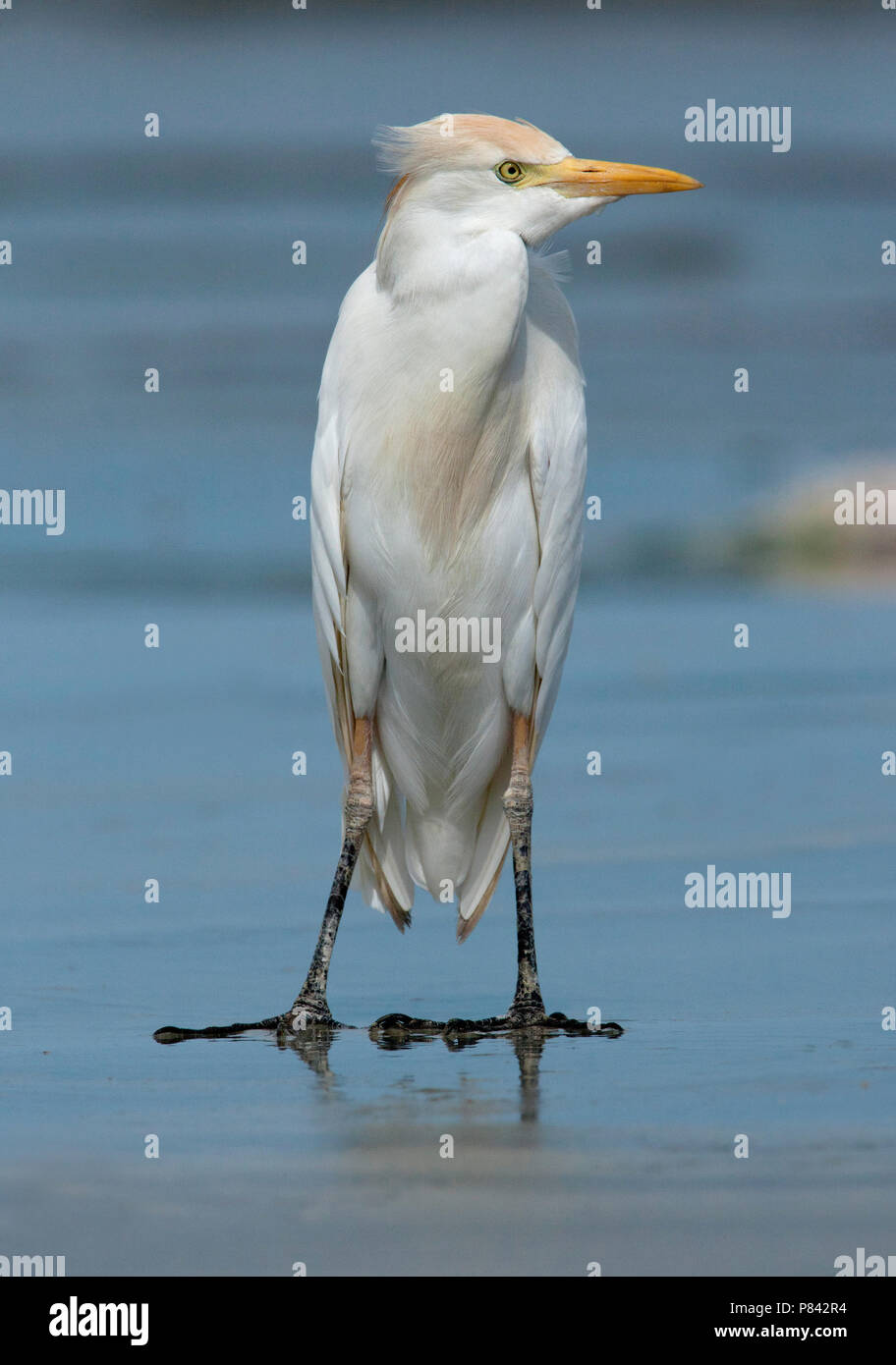 Cattle Egret on Gambia beach Stock Photo