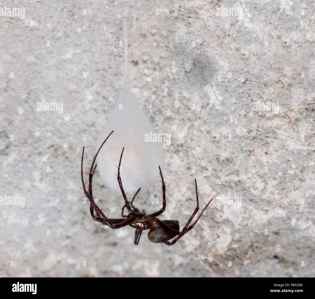 Grottenspin, Cave Spider Stock Photo