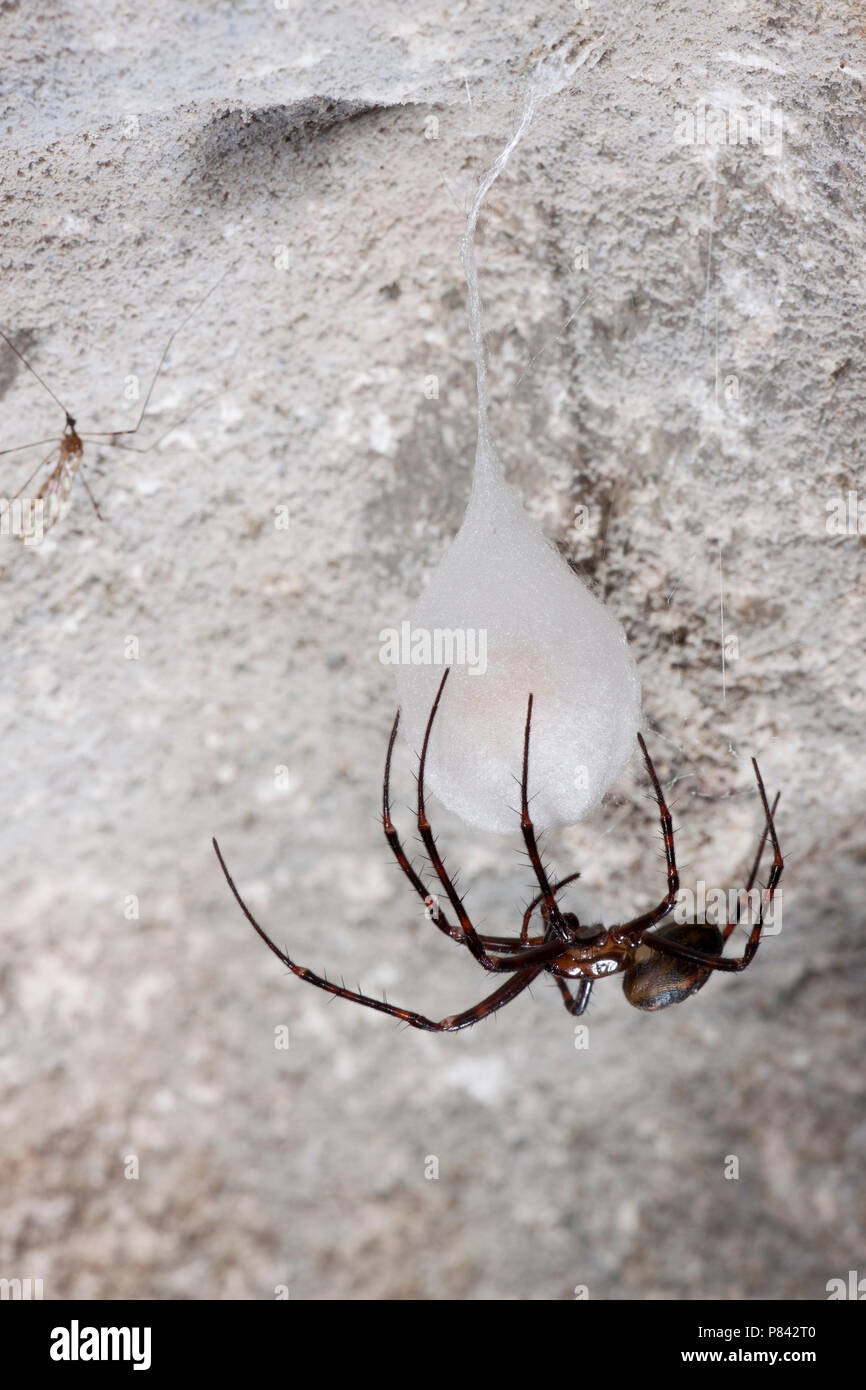 Grottenspin, Cave Spider Stock Photo