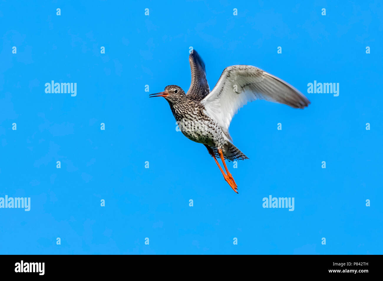 Central Asian Common Redshank flying over a grassland in Ekaterinburg, Russia. June 2016. Stock Photo