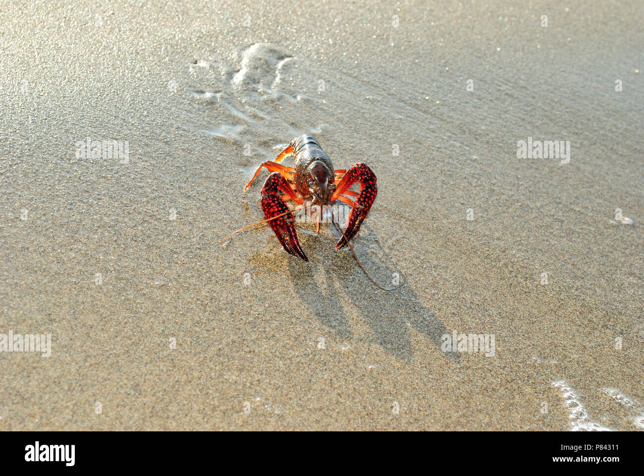 live lobster on sand Stock Photo