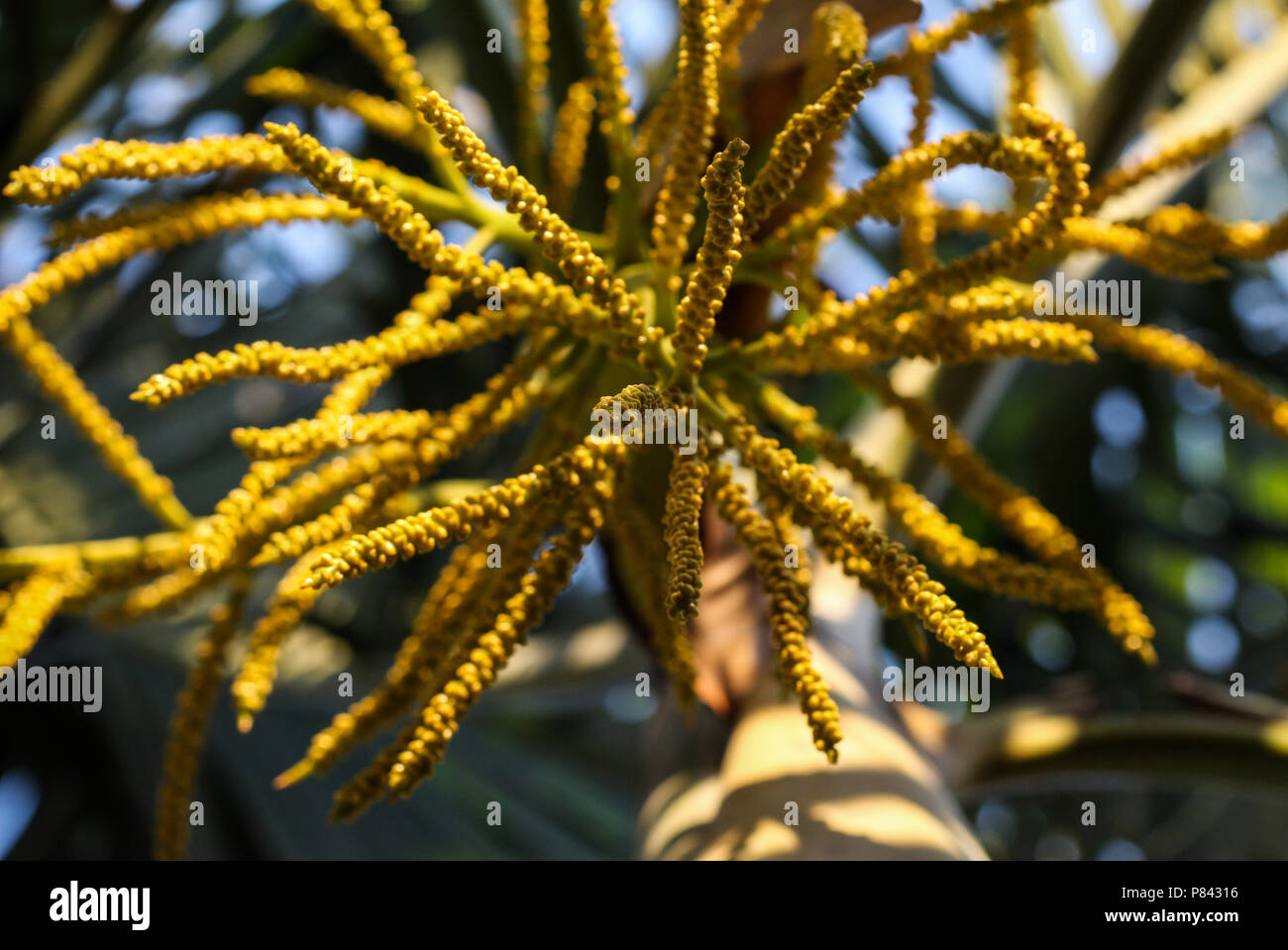 Flowering of palm tree, plant of the family Arecaceae, also known as Palmae. Stock Photo