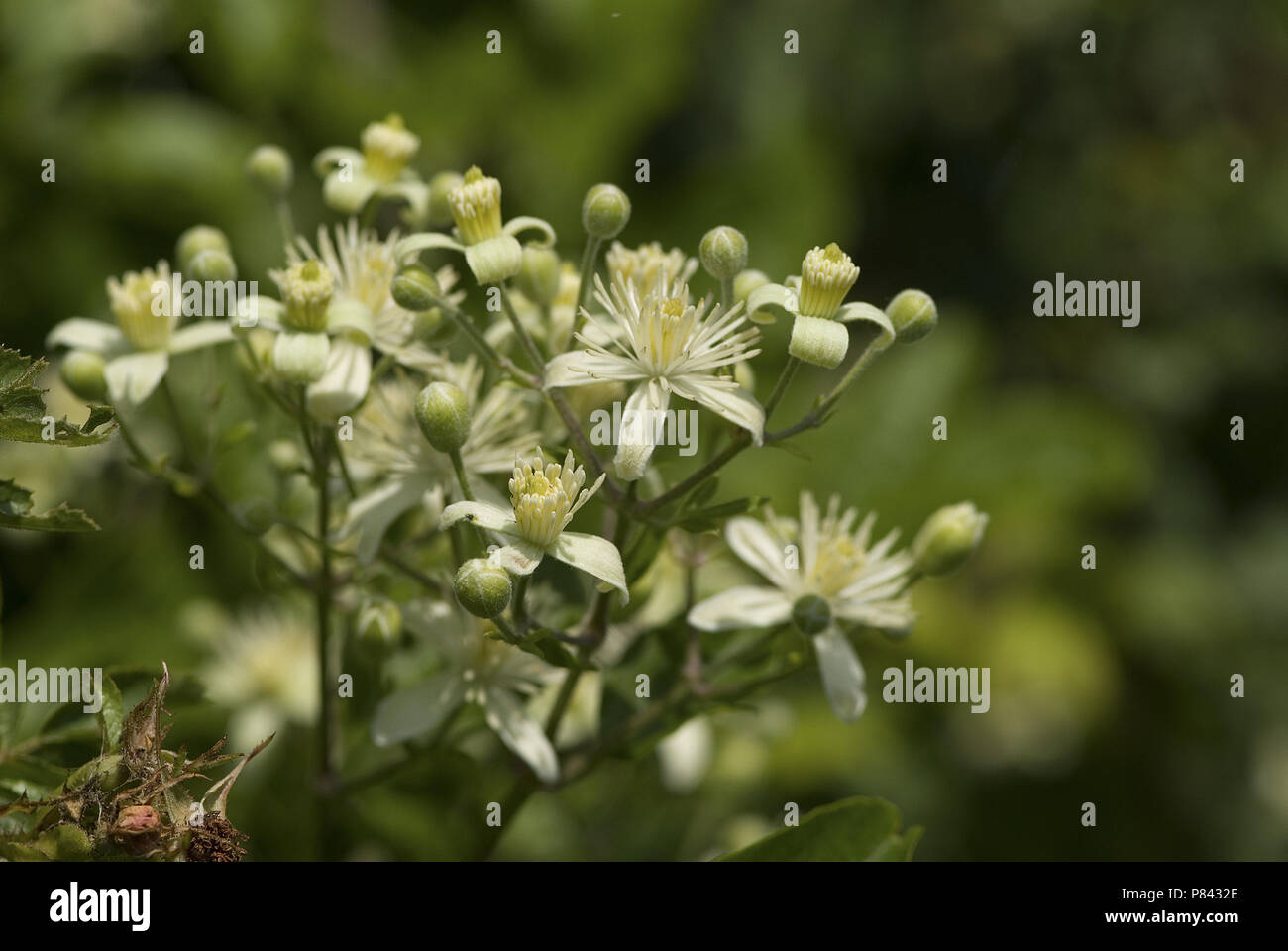 European flora, flowers Stock Photo