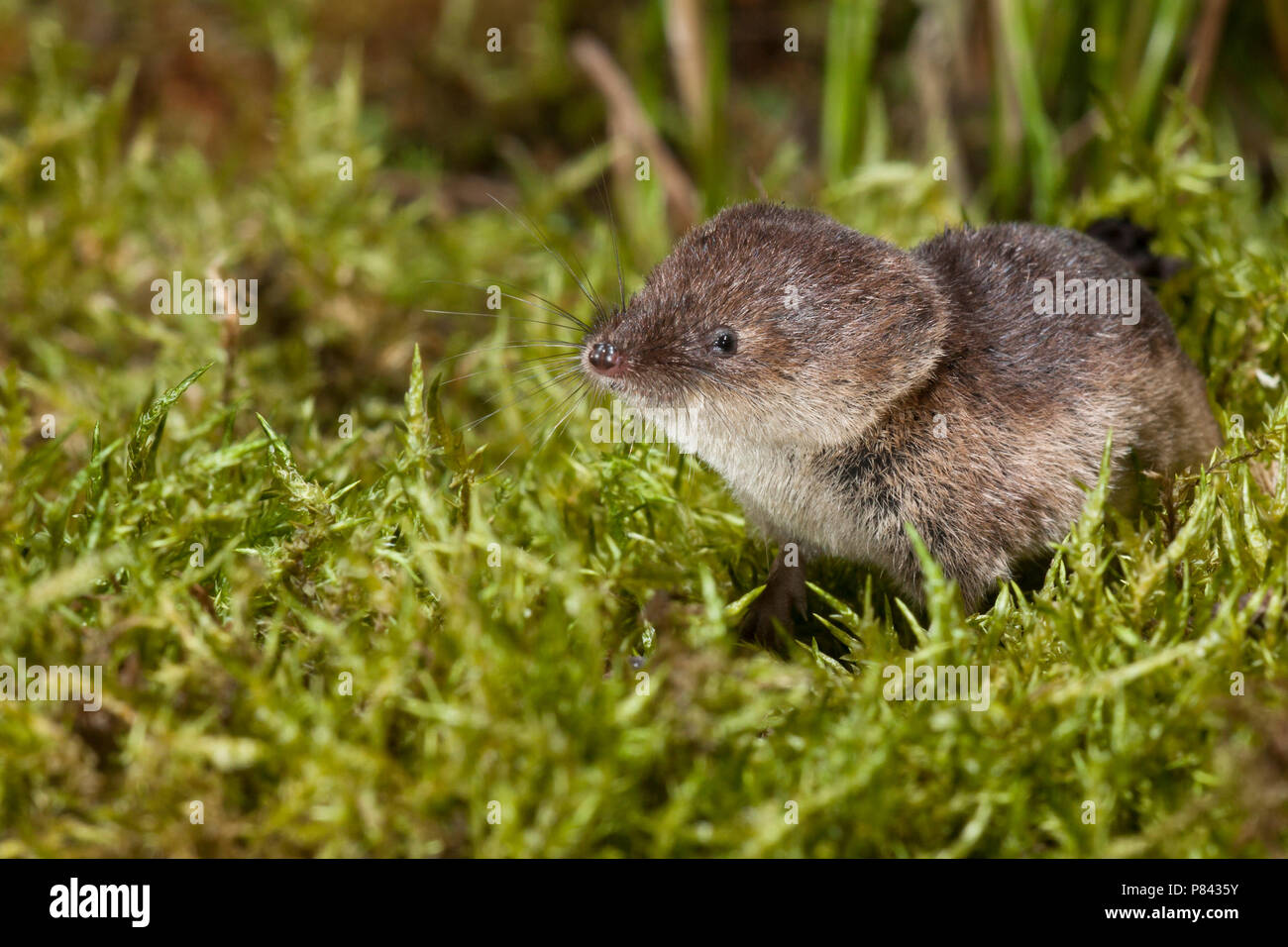 Shrew hi-res stock photography and images - Alamy