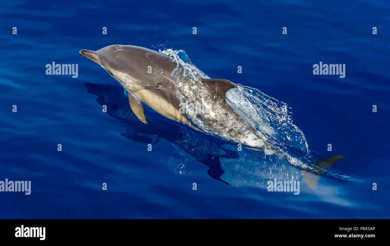 Short-beaked Common Dolphin jumping in front of our boat off Graciosa, Azores. August 2012. Stock Photo