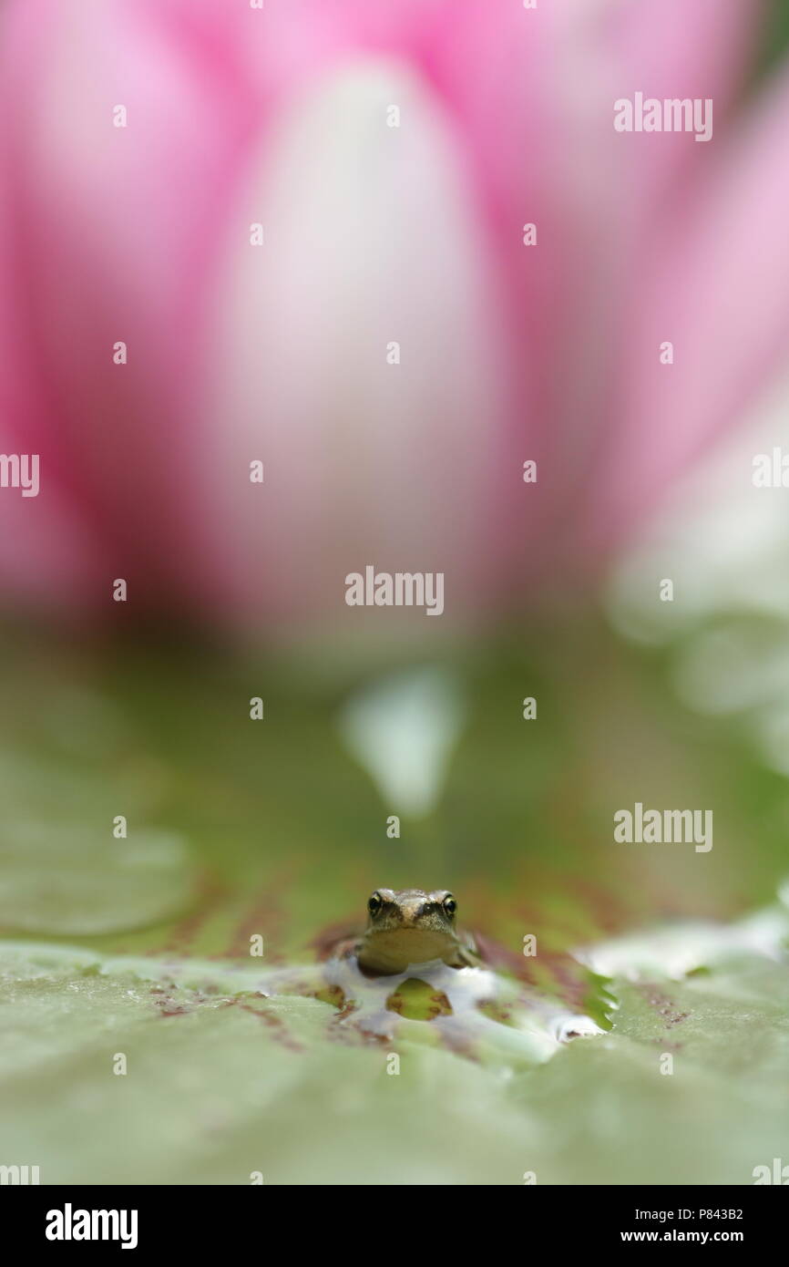 Bruine Kikker op Waterlelie; Common Frog on Water lily Stock Photo - Alamy