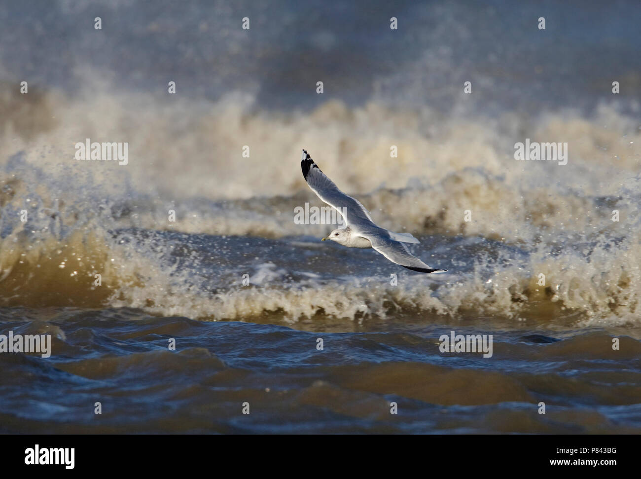 Common Gull in the surf; In de branding Stock Photo