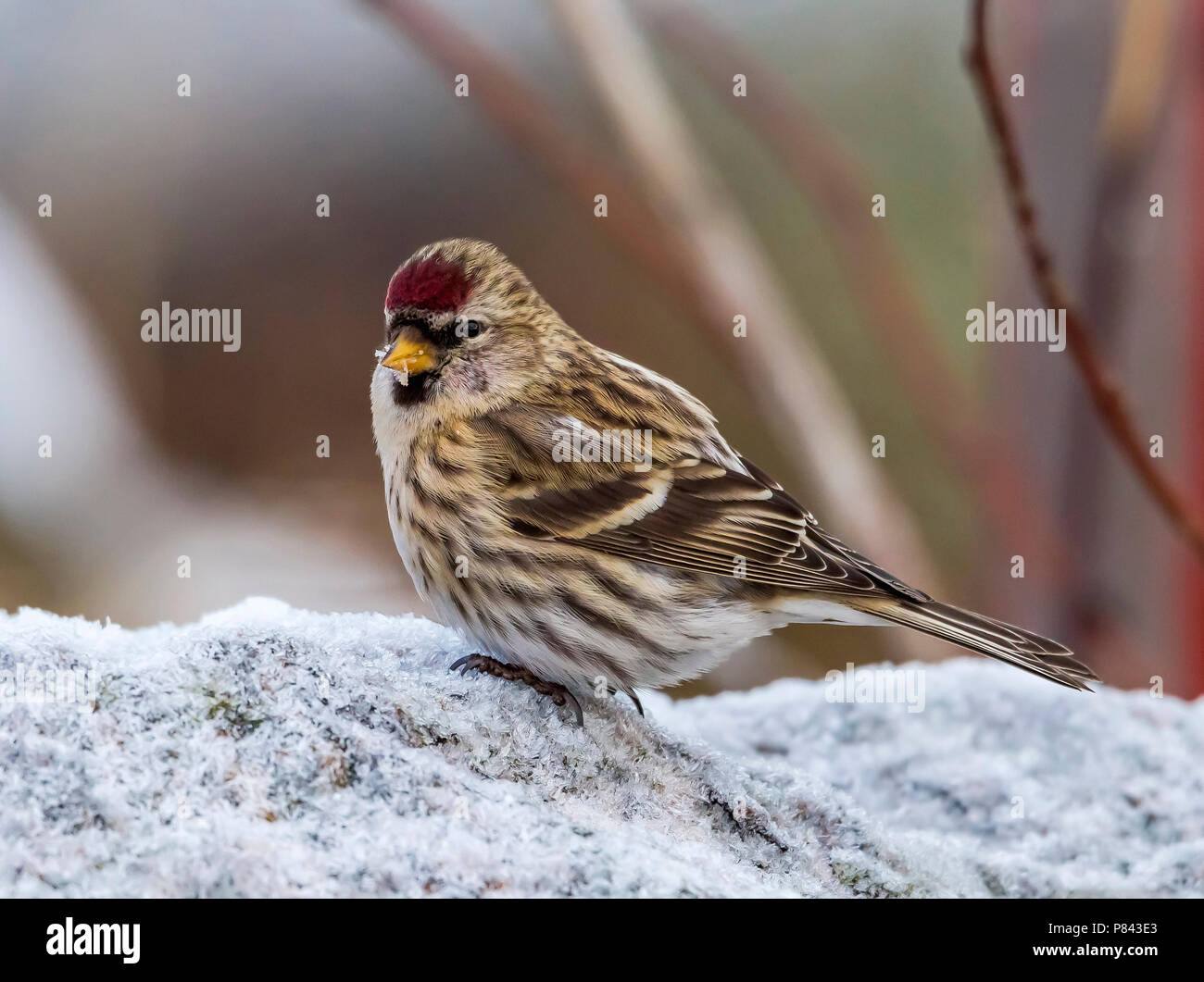 Female Common Redpoll sitting on a rock in Üto Island, Finland. February 2013. Stock Photo