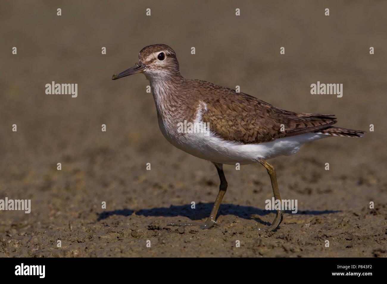 Piro piro piccolo; Common Sandpiper; Actitis hypoleucos Stock Photo