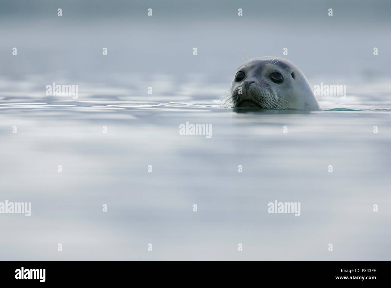 Gewone zeehond met kop zichtbaar; Common Seal with head visible Stock Photo