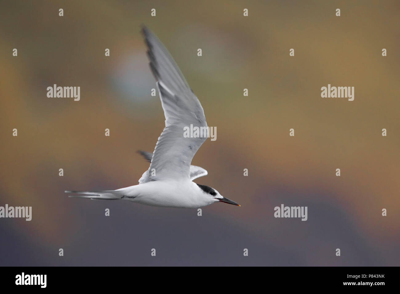 Sterna comune; Common Tern; Sterna hirundo Stock Photo
