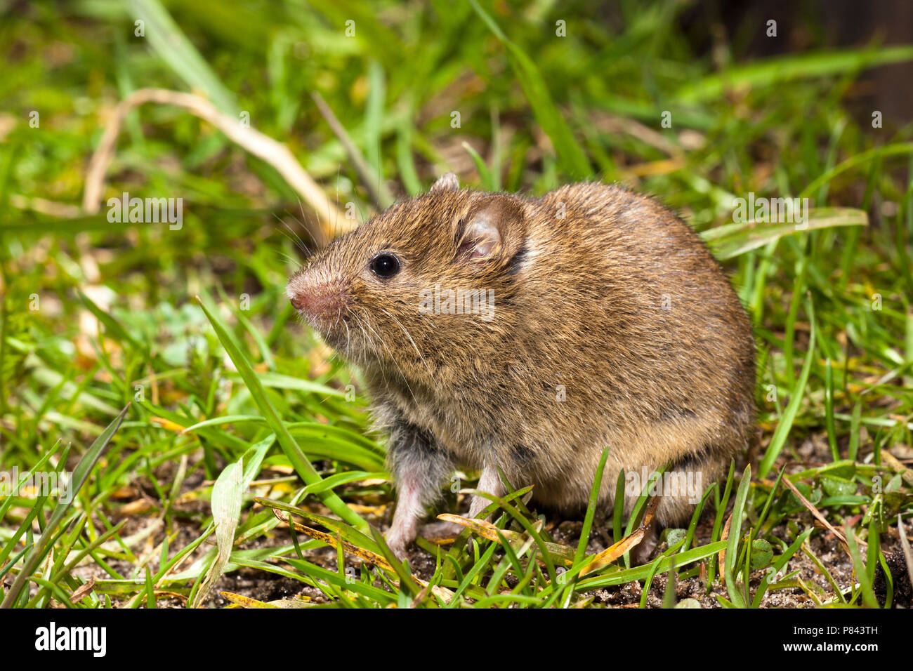 Foeragerende Veldmuis; Foraging Common Vole Stock Photo