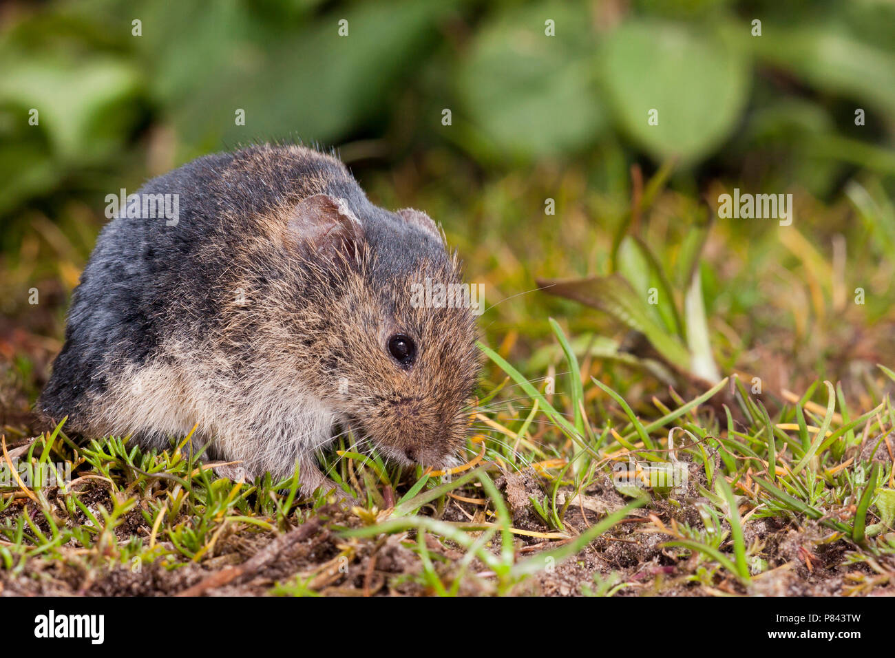 Veldmuis etend, Common Vole eating Stock Photo
