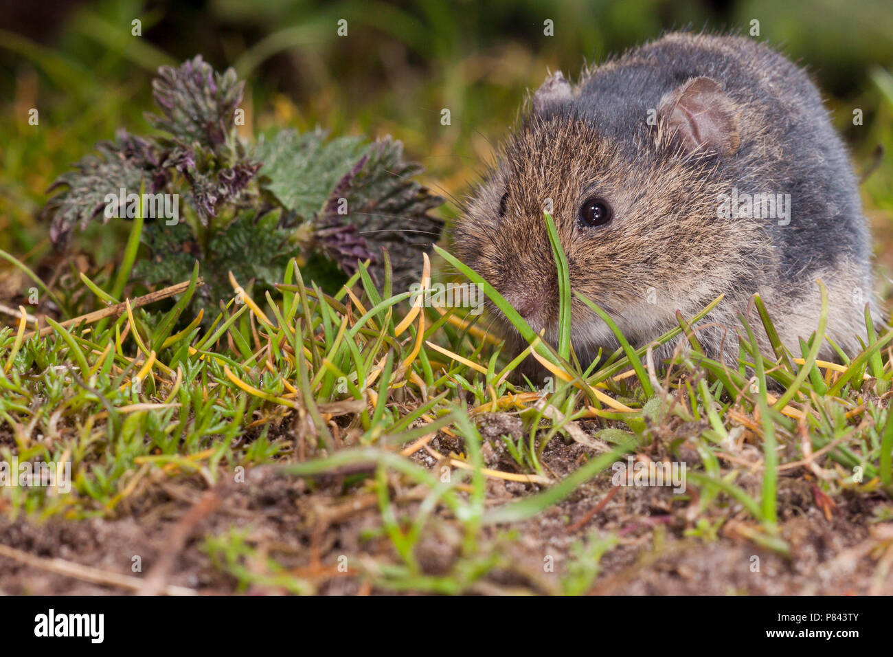 Veldmuis etend, Common Vole eating Stock Photo Alamy