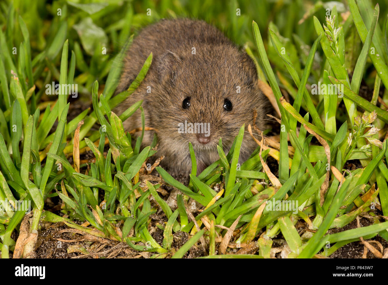 Veldmuis in de vegetatie, Common Vole in the vegetation Stock Photo - Alamy