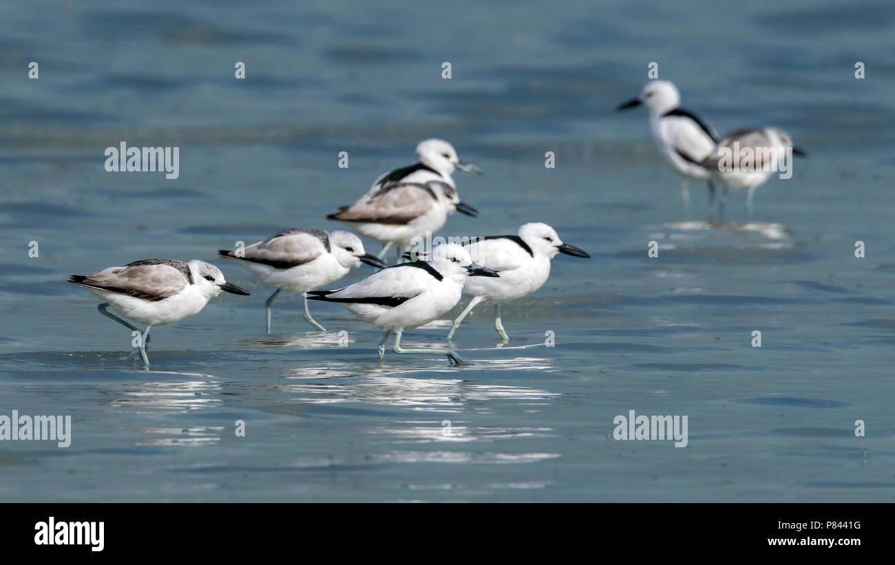 Group of Crab Plover in the mud of Sulaibikhat, Kuwait. January 2011. Stock Photo