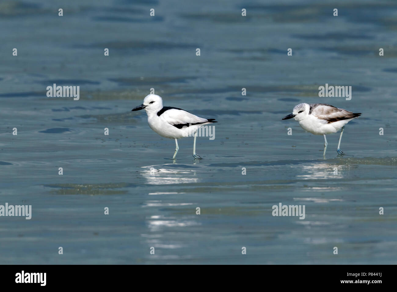 Adult & juvenile Crab Plover in the mud of Sulaibikhat, Kuwait. January 2011. Stock Photo