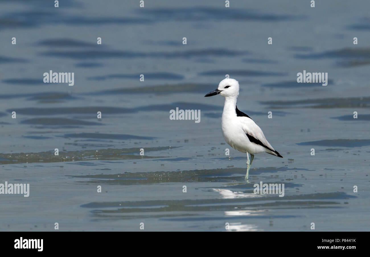 Adult Crab Plover in the mud of Sulaibikhat, Kuwait. January 2011. Stock Photo