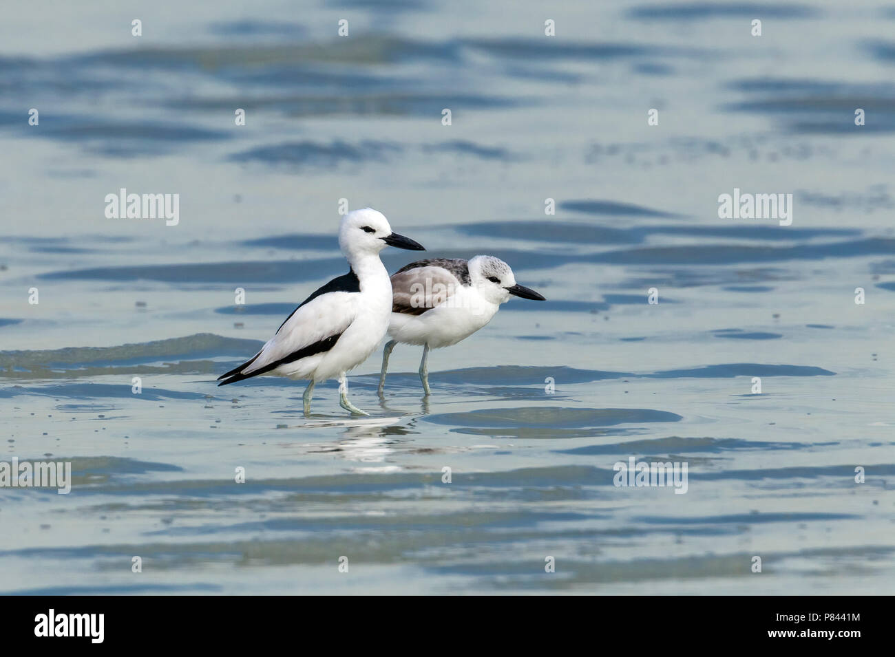 Adult & juvenile Crab Plover in the mud of Sulaibikhat, Kuwait. January 2011. Stock Photo