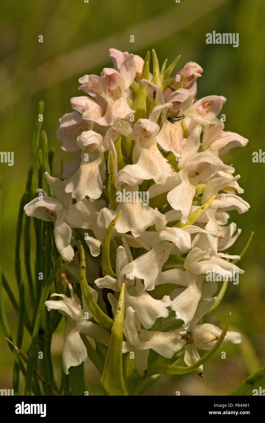 European flora, flowers Stock Photo