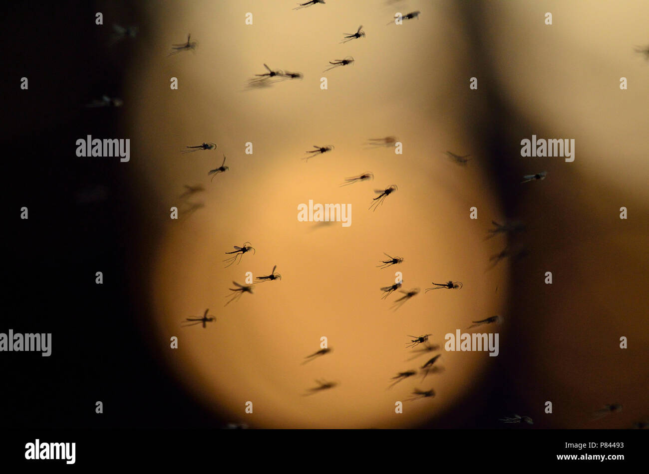 Een zwerm Dansmuggen, A swarm of Chironomids Stock Photo