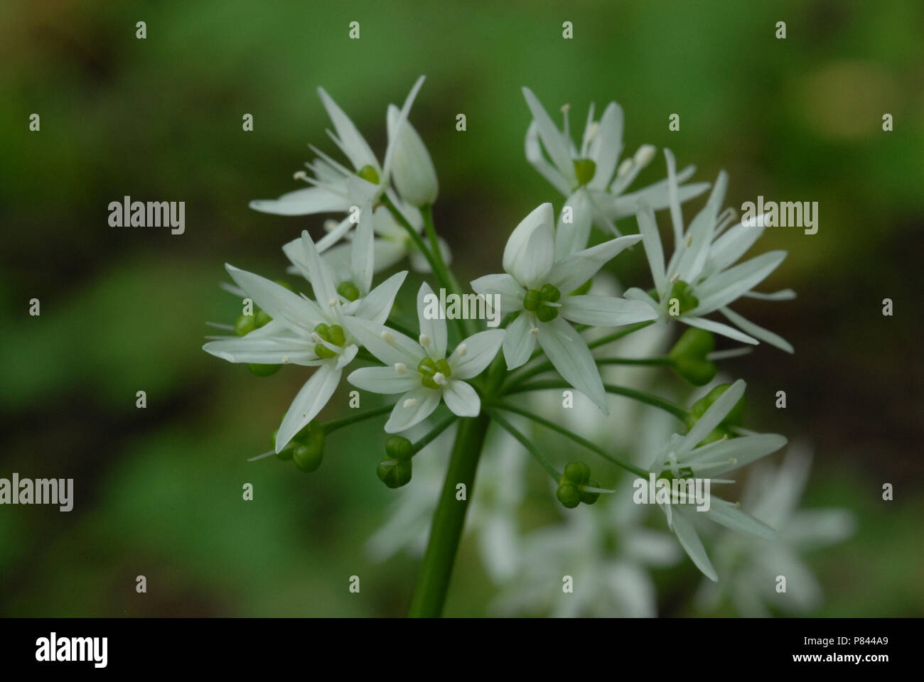 European flora, flowers Stock Photo