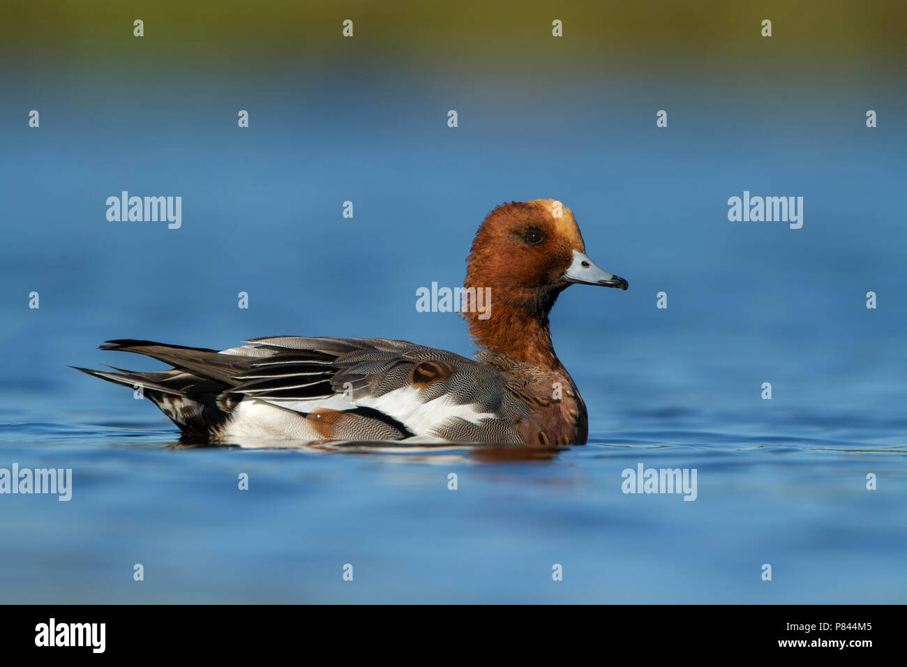 Smient man in ochtend licht; Eurasian Wigeon male in early morning light Stock Photo