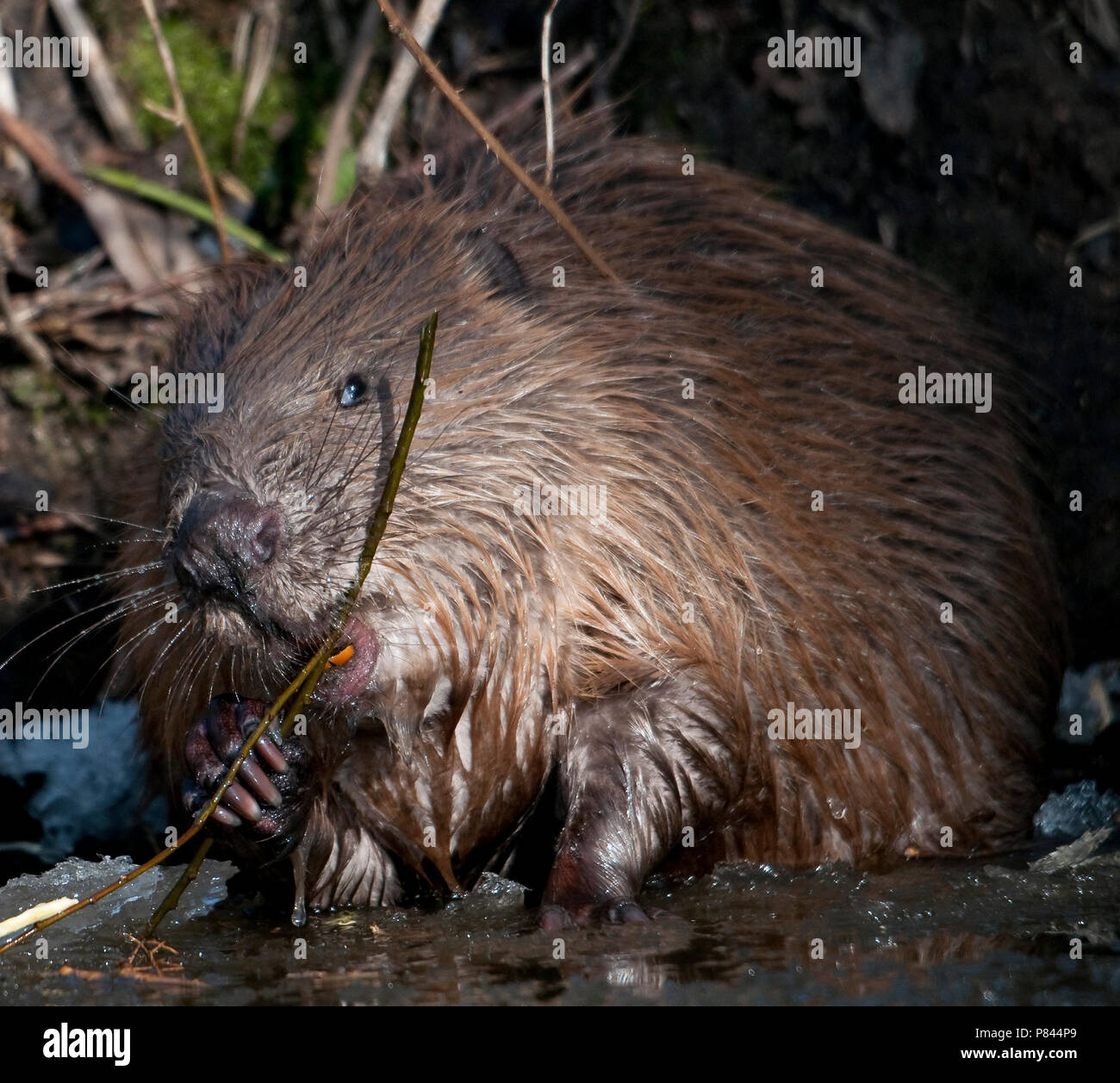 Wilde bever in Gronings natuurgebied; Wild Beaver in Dutch Nature reserve Stock Photo