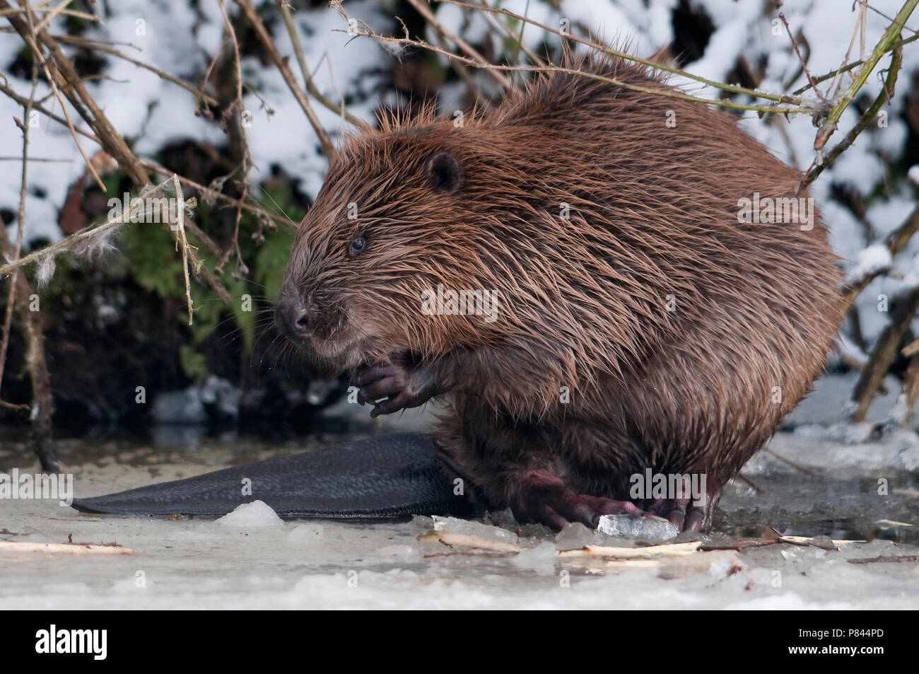 Wilde bever in Gronings natuurgebied; Wild Beaver in Dutch Nature reserve Stock Photo