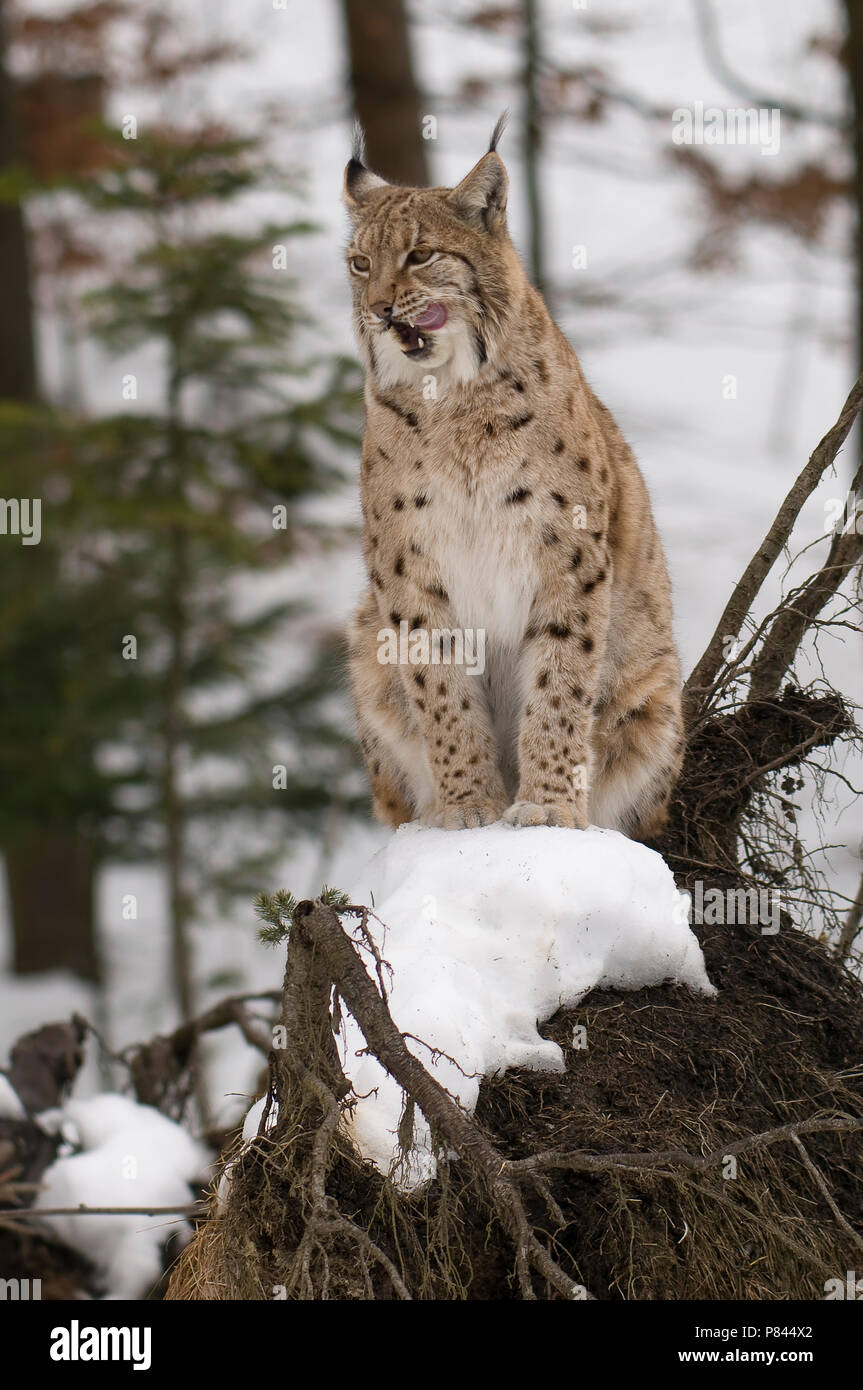 Eurasian Lynx in de sneeuw; European Lynx in snow Stock Photo