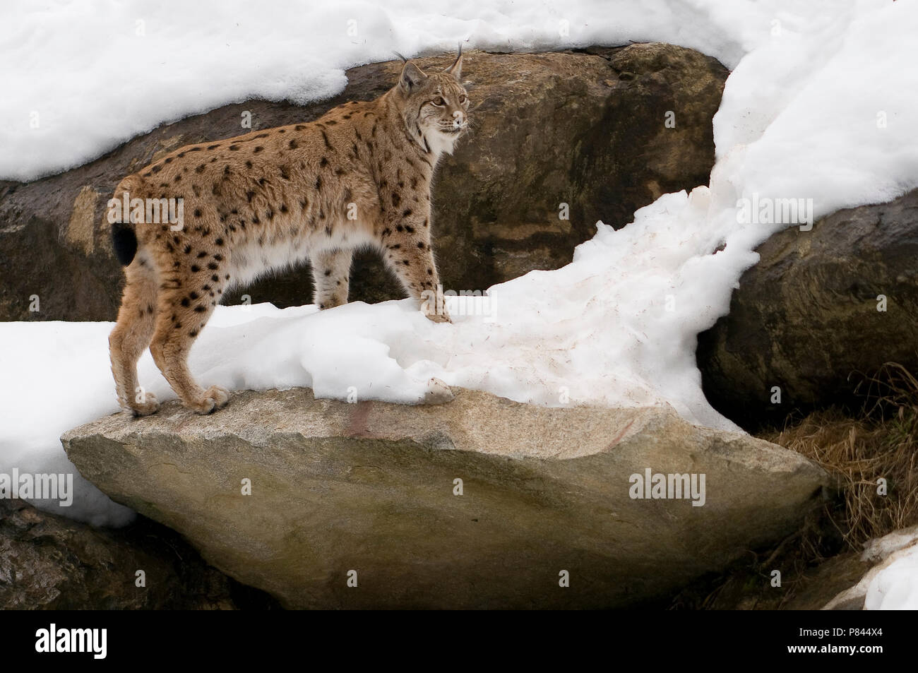 Eurasian Lynx In De Sneeuw European Lynx In Snow Stock Photo Alamy Eurasian Lynx In De Sneeuw European Lynx In Snow Stock Photo Alamy