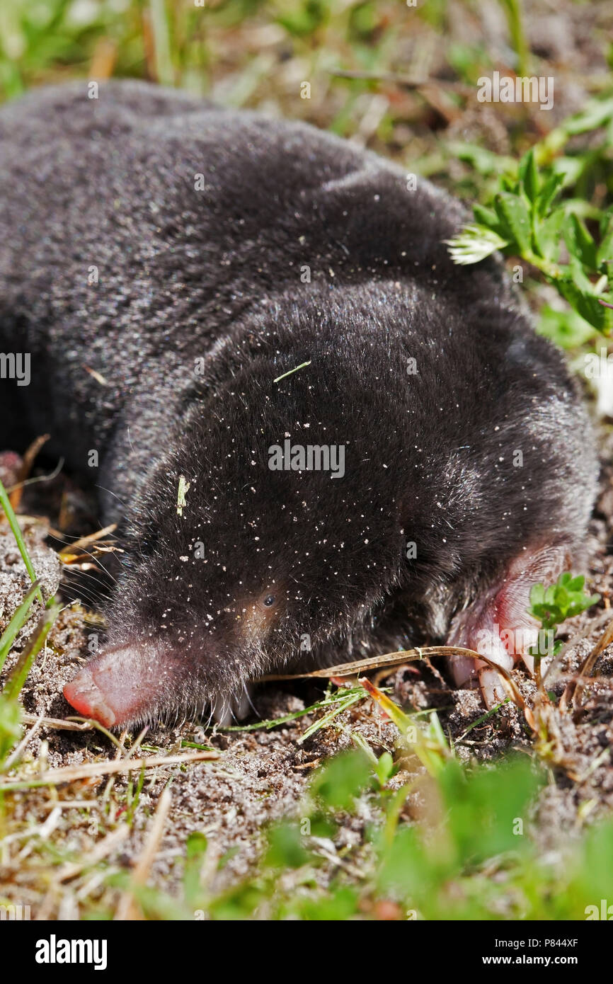 Mol; European Mole Stock Photo