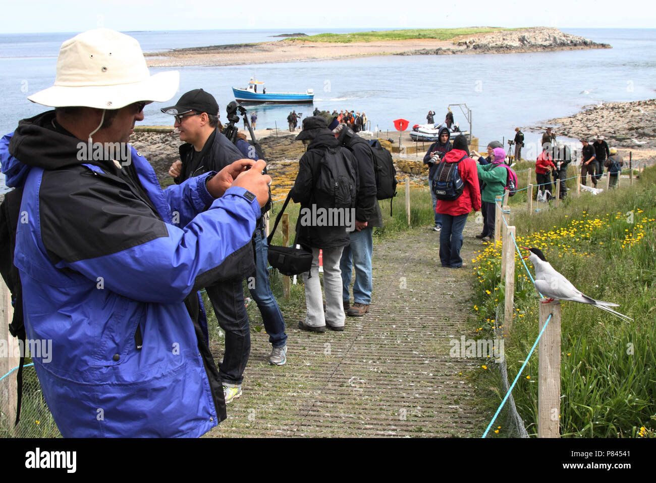Bezoekers op de Farne Eilanden, Visitors at the Farne Islands Stock Photo