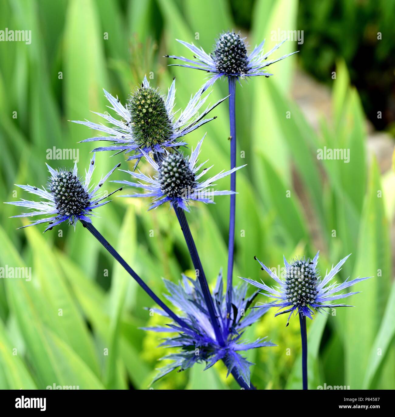 Eryngium flower heads Stock Photo