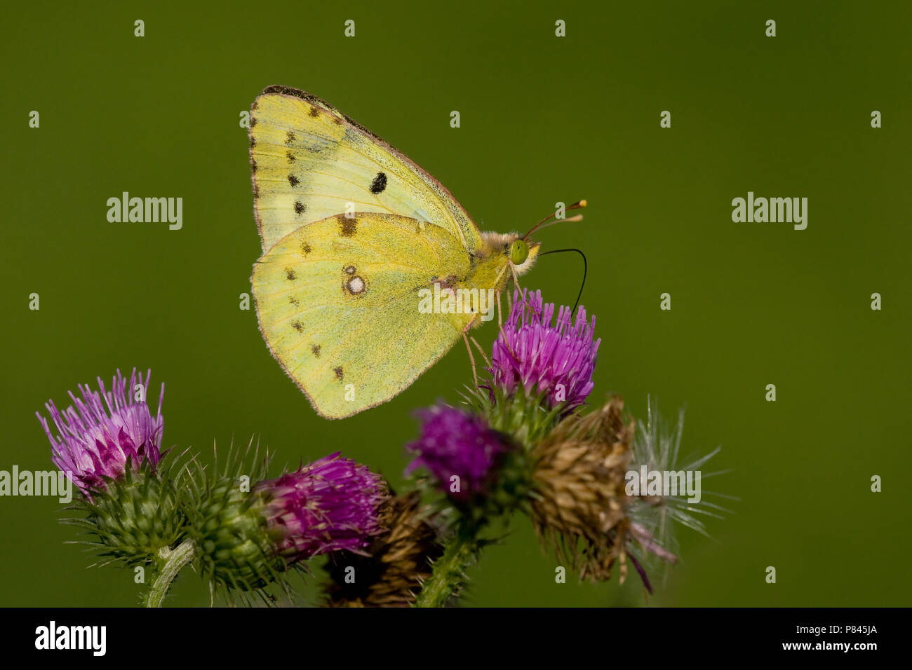 Gele Luzernevlinder op een distel; Pale Clouded Yellow on a thistle Stock Photo