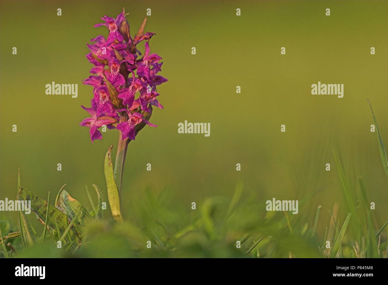 Gevlekte Rietorchis; Western Marsh Orchid Stock Photo