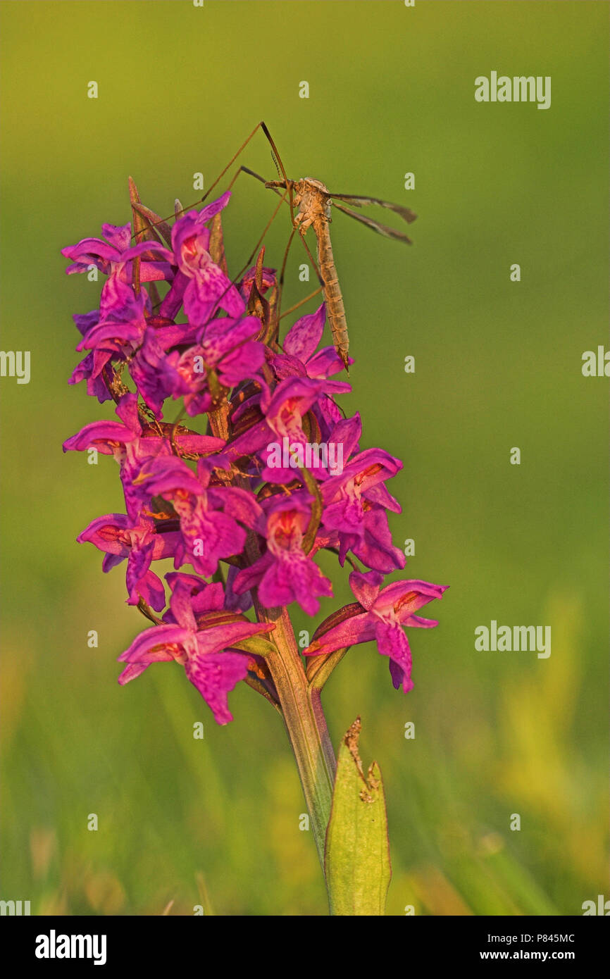 Gevlekte Rietorchis met langpootmug; Western Marsh Orchid with crane fly Stock Photo