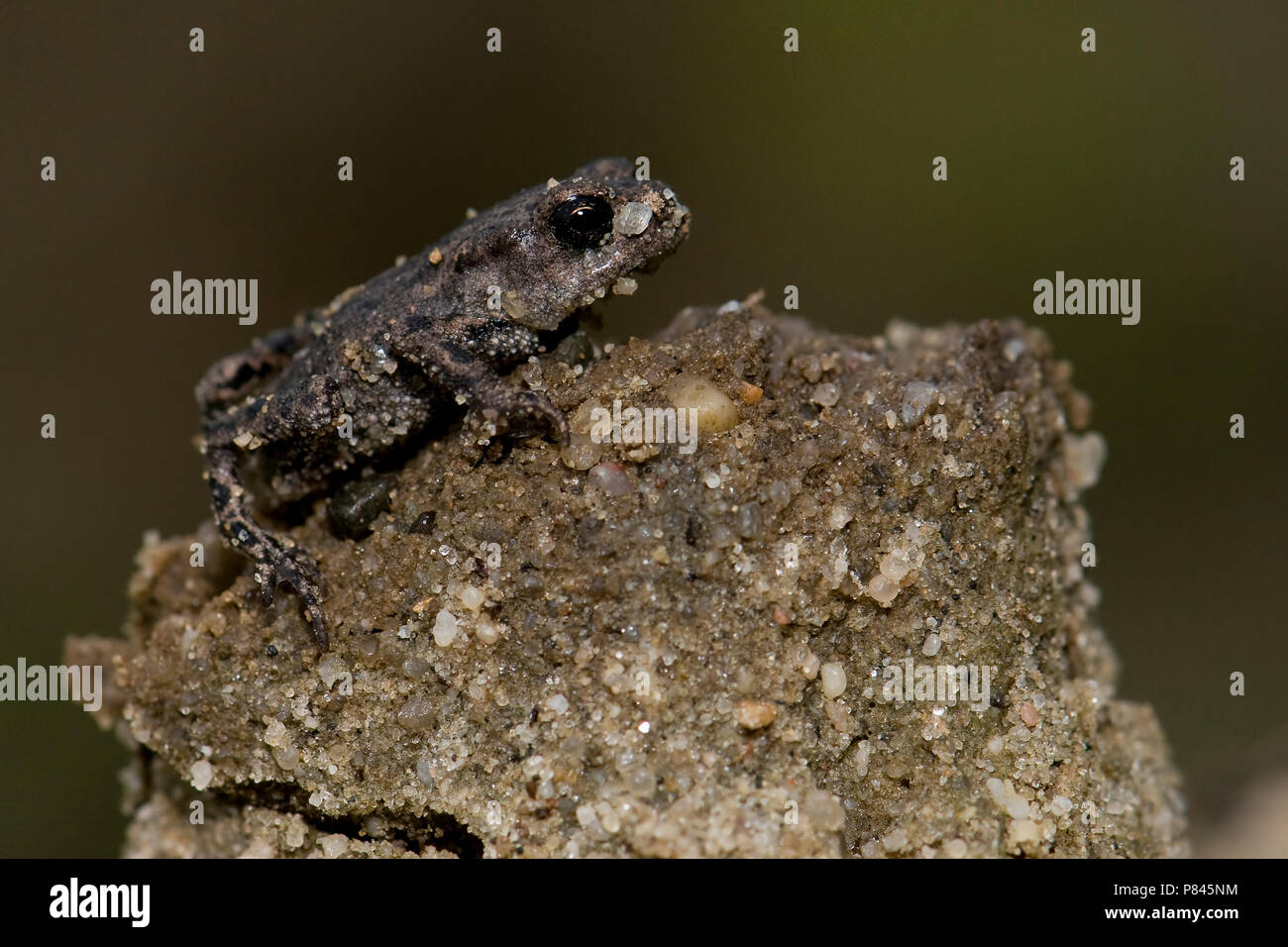 Gewone Pad; Common Toad Stock Photo