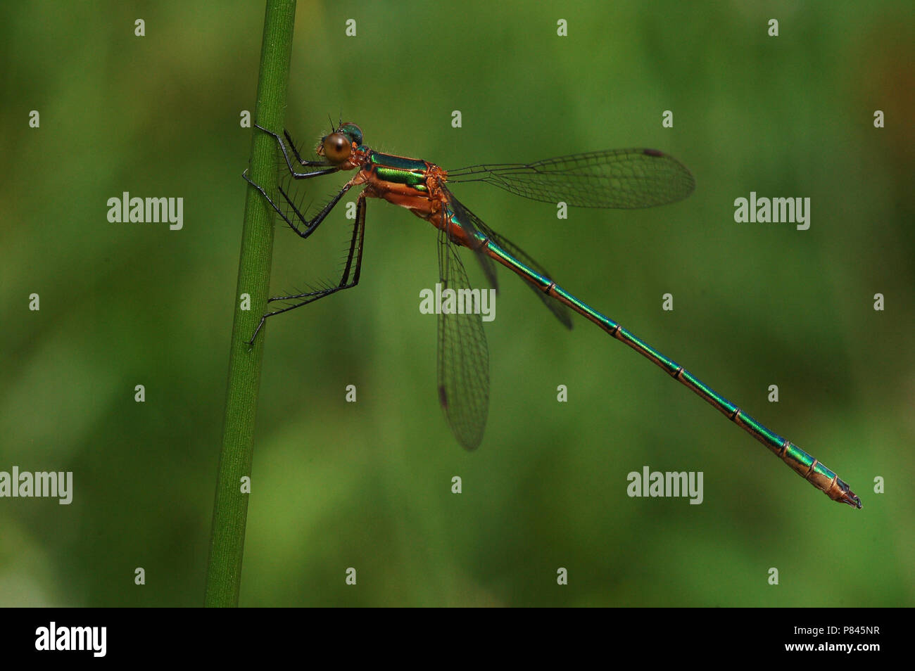 Gewone Pantserjuffer, Emerald Damselfly, Lestes sponsa Stock Photo - Alamy